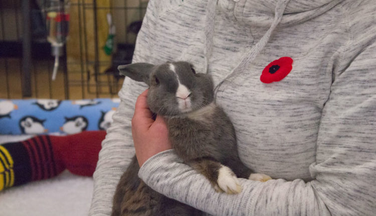 07_bunnyfest_rabbits_0183