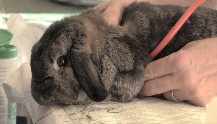 Rabbit Fest check up