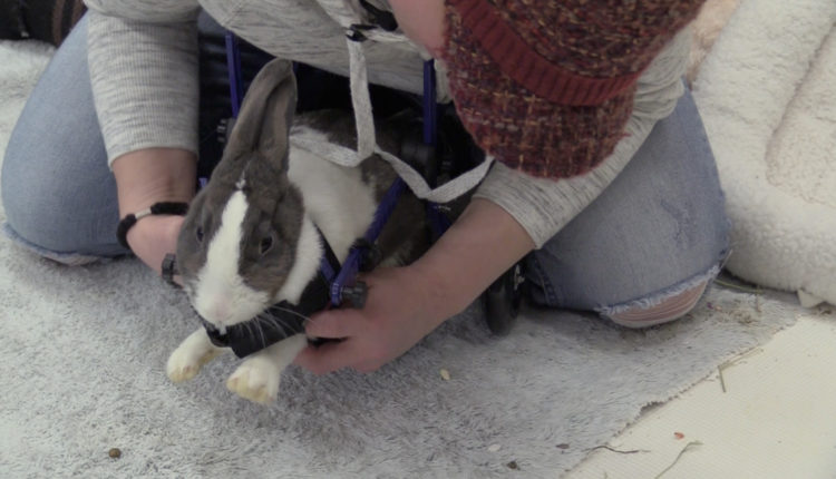 Screen Shot 2017-11-01 at 10.16.26 AM