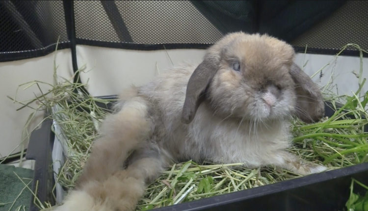 Screen Shot 2017-11-01 at 10.16.48 AM