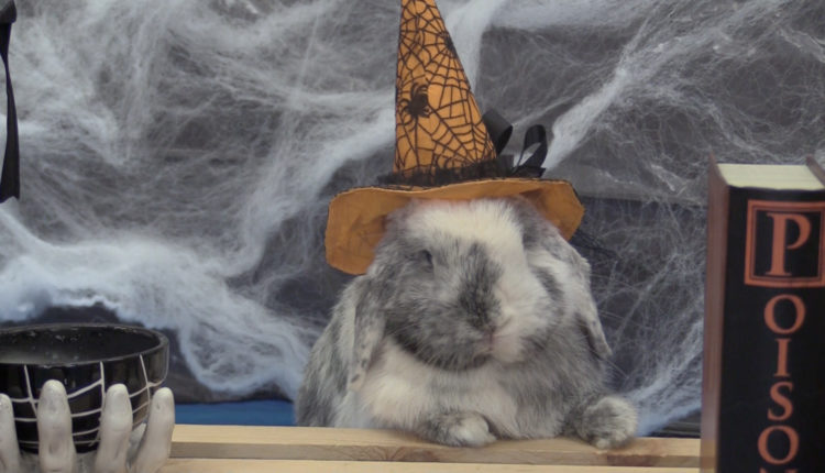 Screen Shot 2017-11-01 at 10.19.09 AM