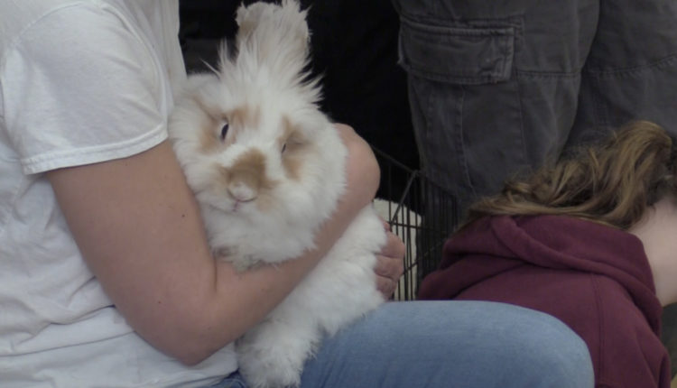 Screen Shot 2017-11-01 at 10.19.52 AM