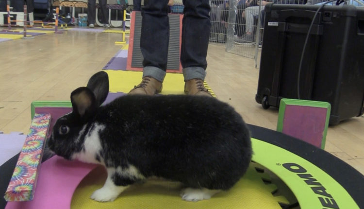 Screen Shot 2017-11-01 at 10.21.17 AM