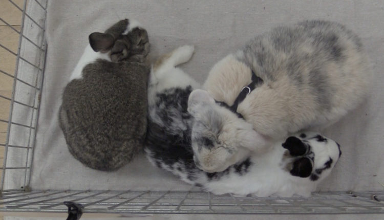 Screen Shot 2017-11-01 at 10.21.45 AM