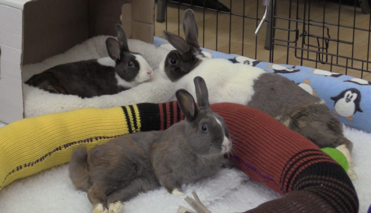 Screen Shot 2017-11-01 at 10.22.48 AM