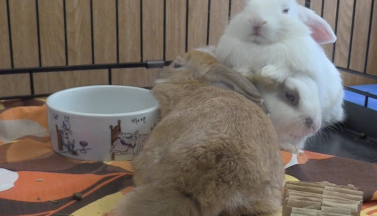 Screen Shot 2017-11-01 at 10.23.47 AM