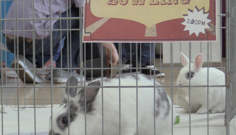 Screen Shot 2017-11-01 at 10.25.29 AM