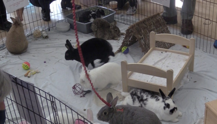 Screen Shot 2017-11-01 at 10.28.03 AM