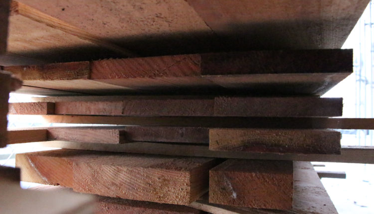 Sequoia tree, milled into ply wood at Magee Secondary