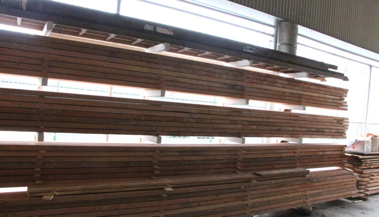 Sequoia tree, milled into ply wood at Magee Secondary
