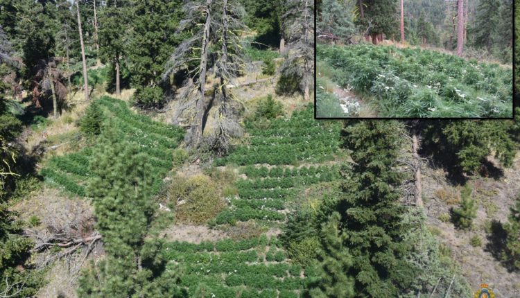 An illegal grow operation found in Lytton, B.C. in 2020