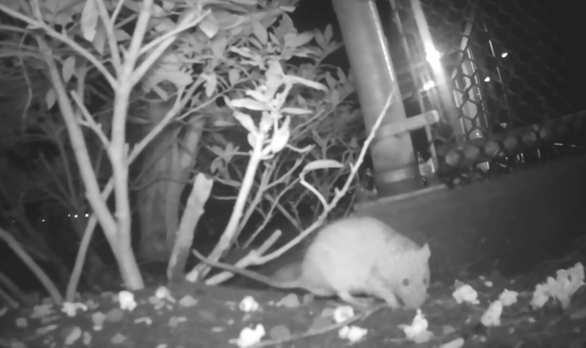 Pesticide ban encourages large rat population at Langara to flourish ...